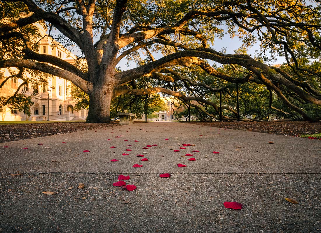 Red Oak, TX - View of Fallen Read Leaves on a Concrete Pathway Leading up to a Big Tree on a College Campus in Red Oak Texas